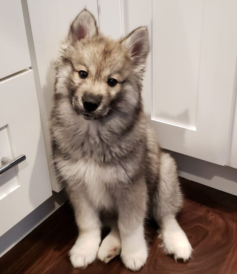 Dogs learn new words after hearing them only four times Study India Tribune Chicago